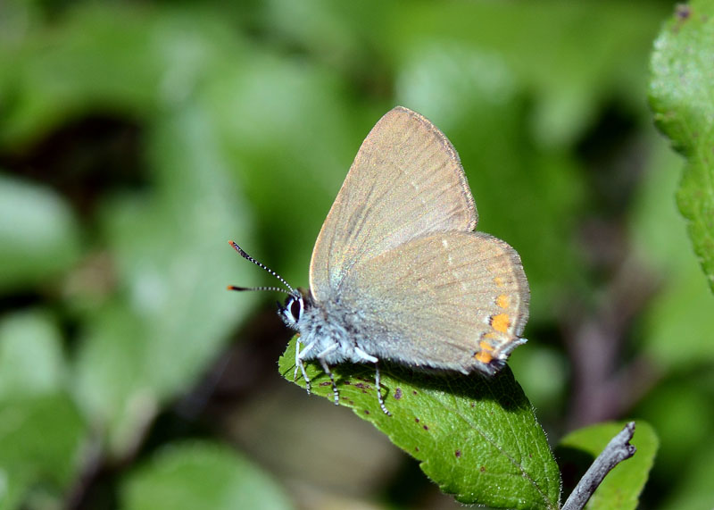Satyrium acaciae ?
